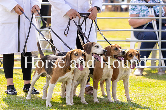Rydale016 Winning Group of Beagles, Cumbria Wizard, Linesman, Bluebell, Dazzel
