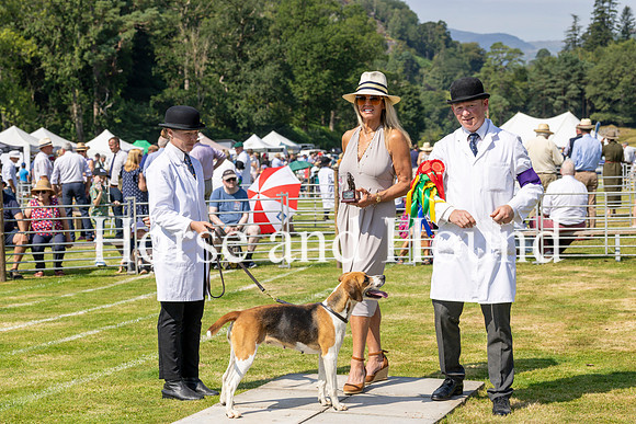 Rydale019 Holcombe Anglezarke Best Brood Bitch Harrier. Mark Dickson-Bradley (Huntsman) Kayleigh Evans and Senior Master Sue Simmons