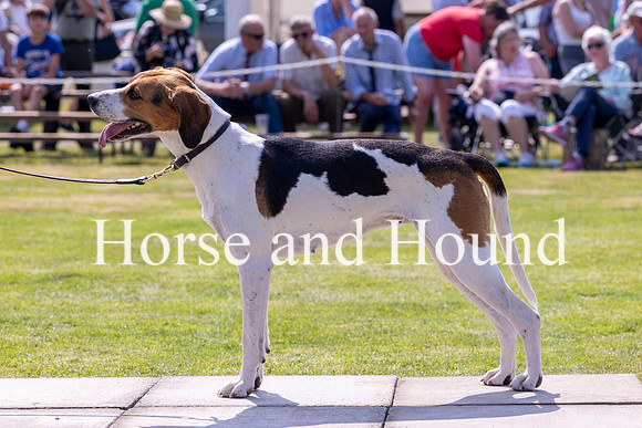 Rydale033 Champion Foxhound Blencathera Scarlot