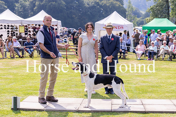 Rydale032 Melbreak Ranter walked by Rodney Jolly wins Best Walked Hound in the Open Foxhound Show, with Holly Wyberg and Wiliam Bryer