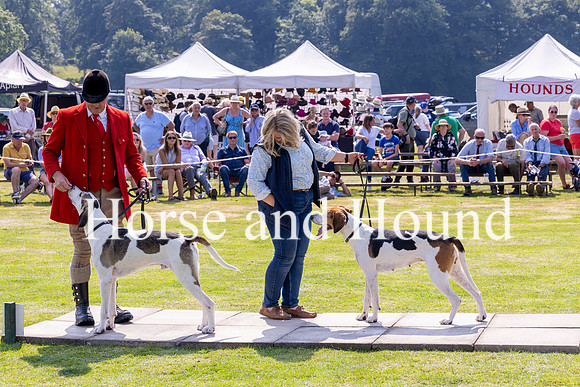 Rydale034 Ulswater Saxon best of opposite sex to Champion with John Weller MFH and Blencathera Scarlott Champion Foxhound with Gillian Todd