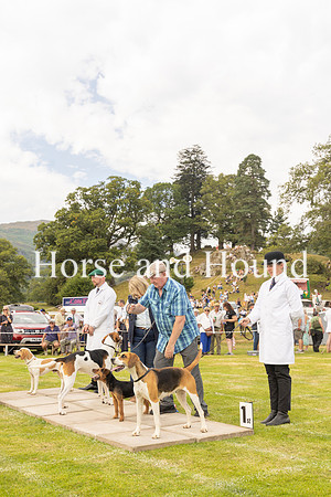 Rydale047 Holcombe Angelzarke Winner of the Supreme Championship of the Show