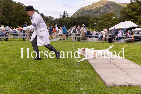 0016 Wining Stallion Beagle Blackcombe Bellman with Michael Cummings (Huntsman of the Blackcombe)