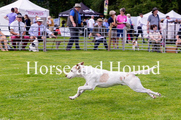 0014. Winning Stallion Beagle Blackcombe Bellman