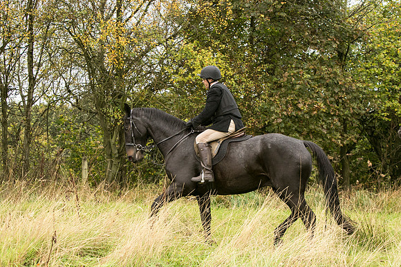 Thornton Moor025