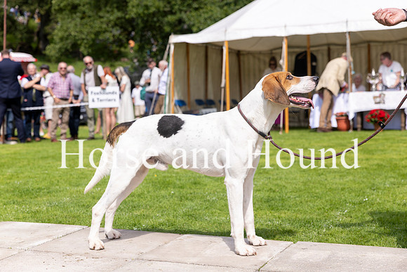 0028 Winner of Best Entered Foxhound Dog Ullswater Gambler