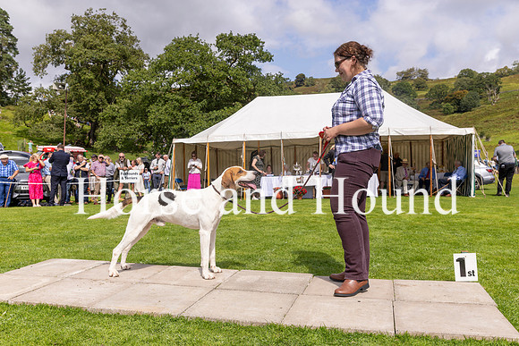 0033 Entered Foxhound Dog winning prize to Ulswater Gambler walked by Ann Tyson