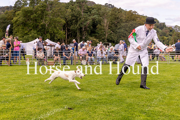 0015. Wining Stallion Beagle Blackcombe Bellman with Michael Cummings (Huntsman of the Blackcombe)