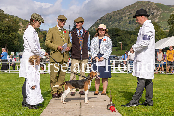 0010.Blackcombe Tyson wins the Unentered Beagles, with Grace and Rebecca Cummings, Mathew Higgs Judge) Oliver Hill, LucyWray(Judge) and Michael Cummings (Huntsman)