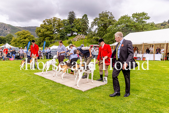 0026 Foxhound Judge Julian Barnfield cast a sharp eye over the hounds