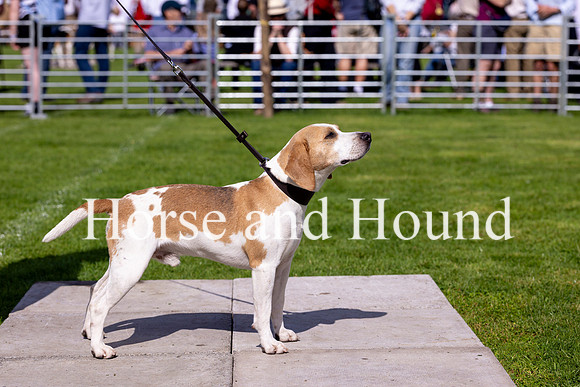 0011 Entered Beagles - Dog. Winner Derbyshire, Nottinghamshire and Staffordshire Wilson
