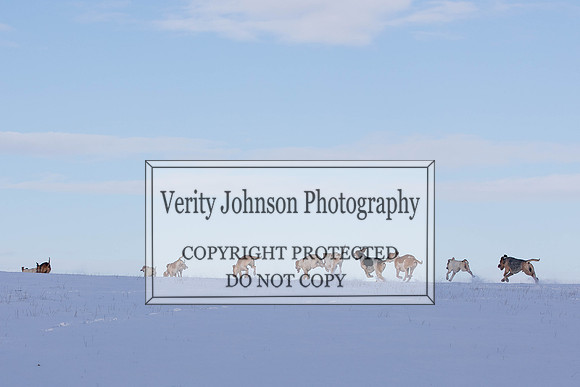 Verity Johnson 0020