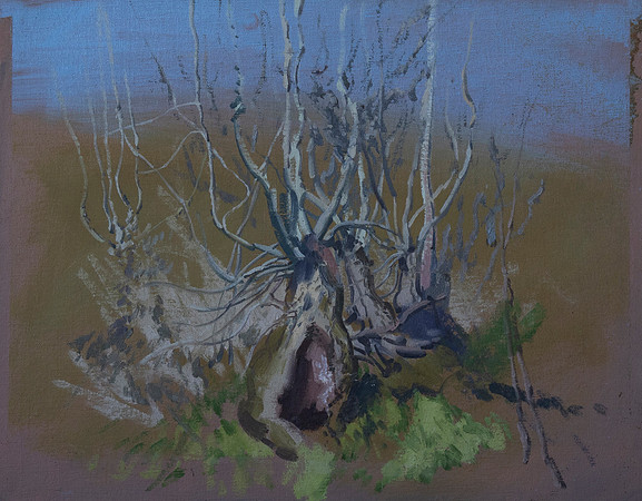 27.Sketch of tree roots